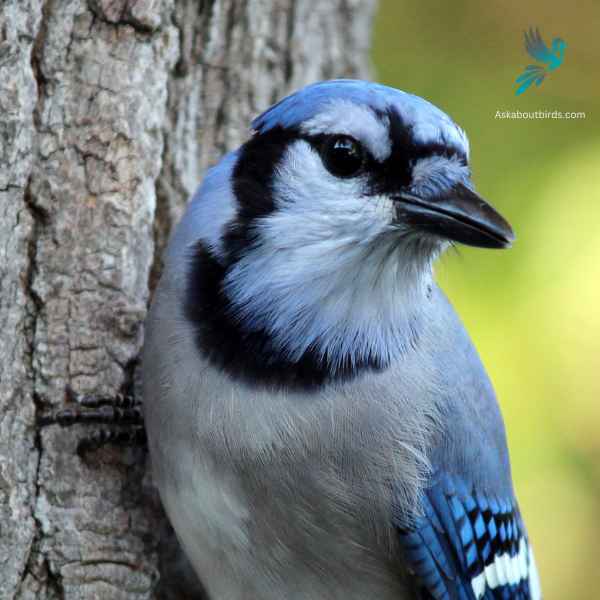 Blue Jay close up