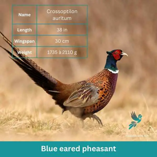 Blue eared pheasant attributes