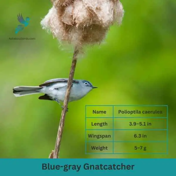 Blue gray Gnatcatcher attributes