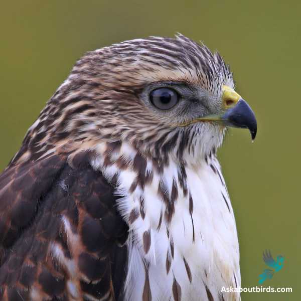 Broad Winged Hawk 2