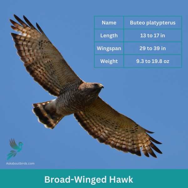 Broad Winged Hawk