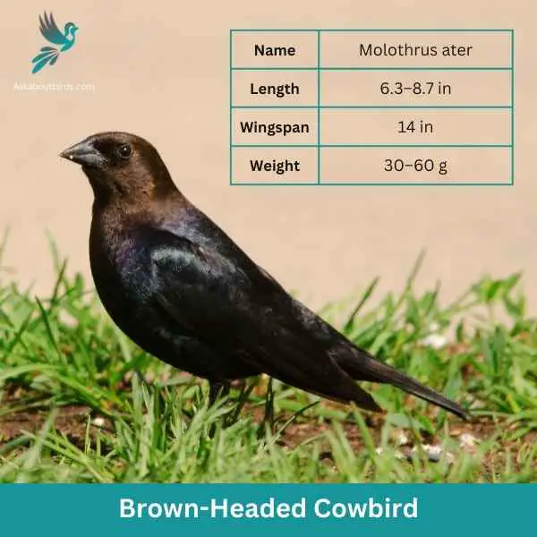 Brown Headed Cowbird attributes