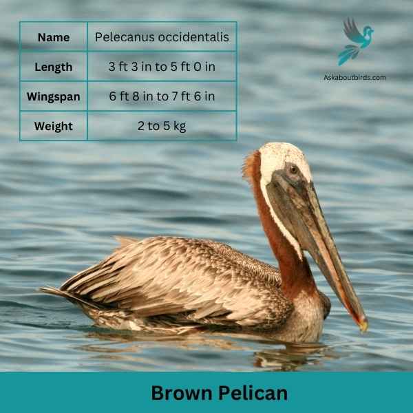 Brown Pelican attributes