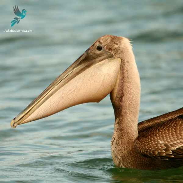 Brown Pelican close up