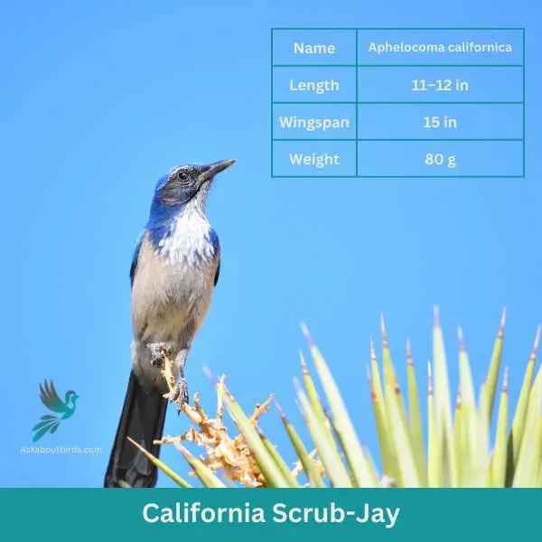 California Scrub Jay attributes 1