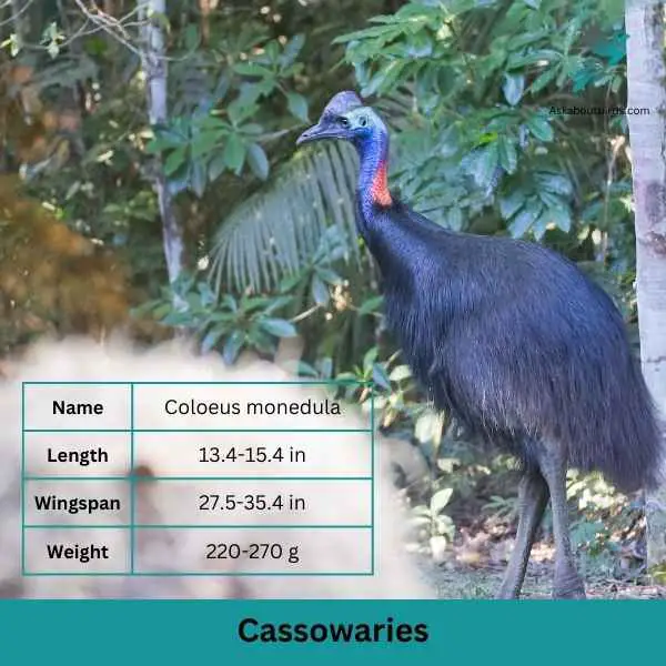 Cassowaries attributes 1