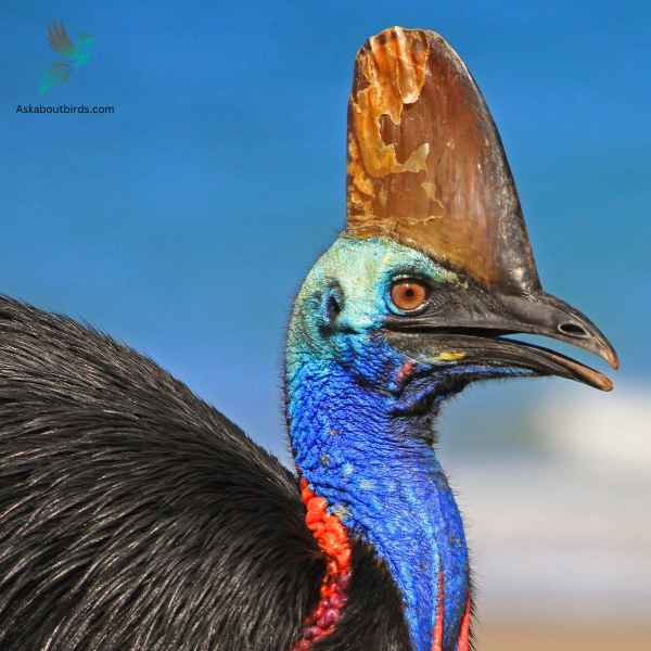 Cassowaries close up