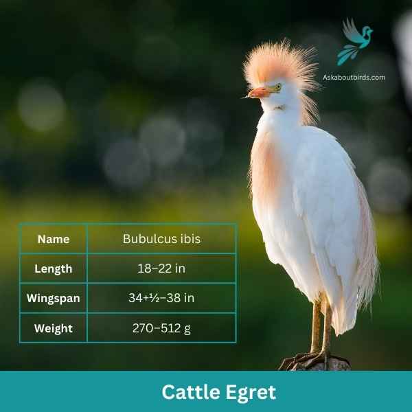 Cattle Egret attributes