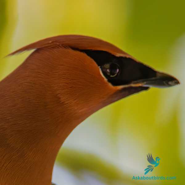 Cedar Waxwing 2