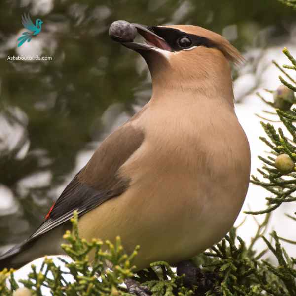 Cedar Waxwing close up