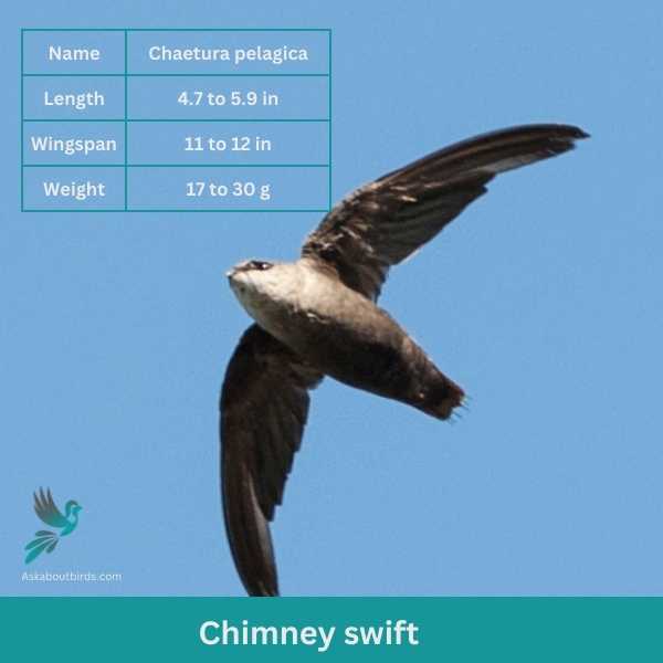 Chimney swift