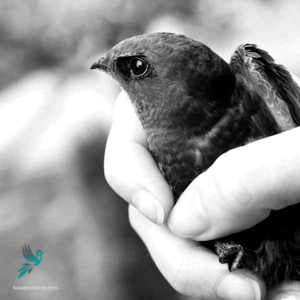 Chimney swift close up