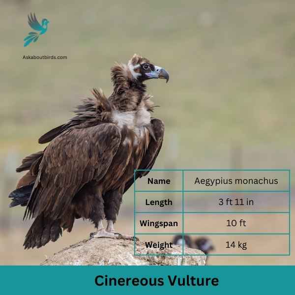 Cinereous Vulture attributes