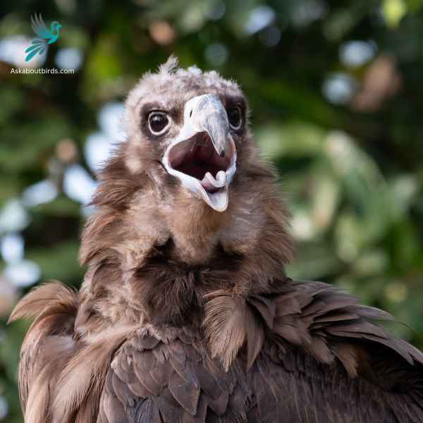 Cinereous Vulture close up