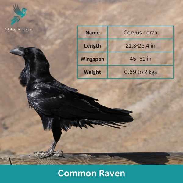 Common Raven attributes 1
