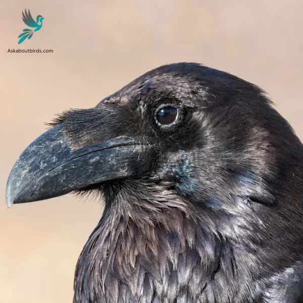 Common Raven close up