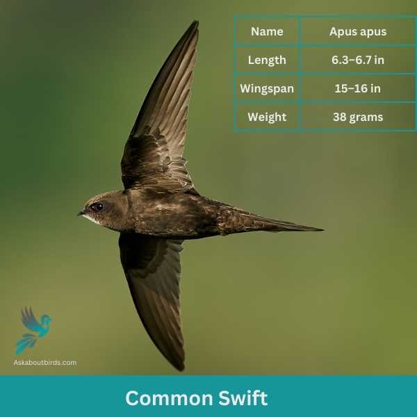 Common Swift