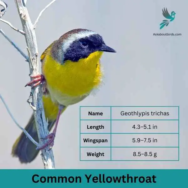 Common Yellowthroat attributes