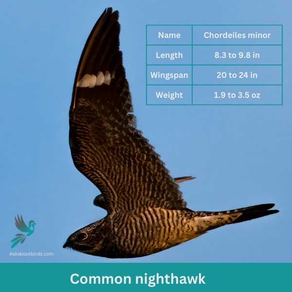 Common nighthawk