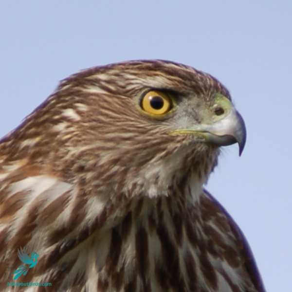 Coopers Hawk 2