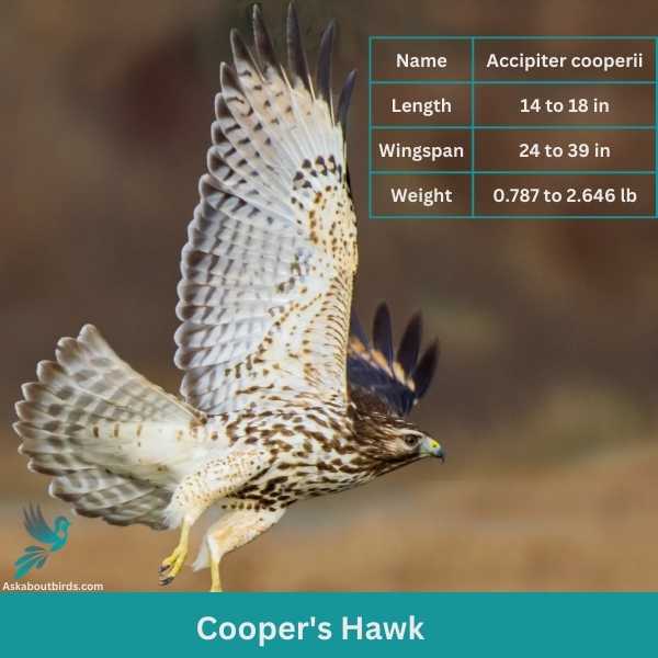 Coopers Hawk