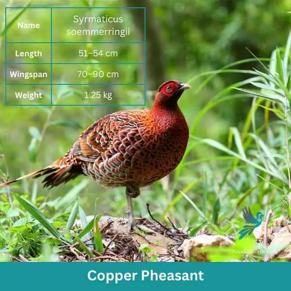 Copper Pheasant attributes