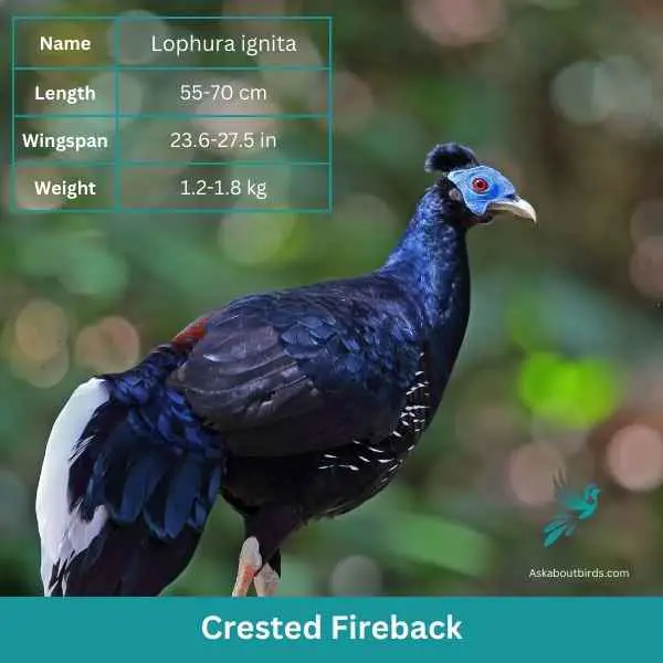Crested Fireback attributes