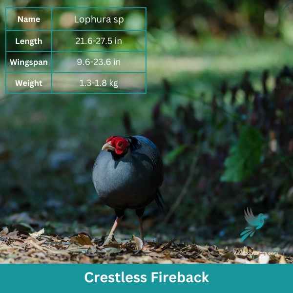 Crestless Fireback attributes