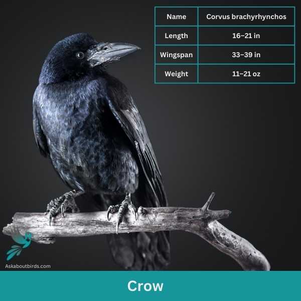 Crow