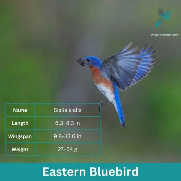 Eastern Bluebird attributes