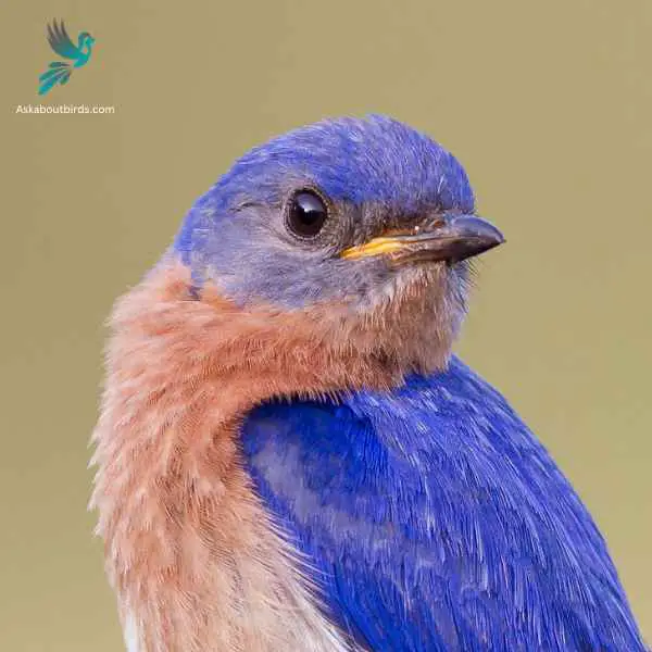 Eastern Bluebird close up