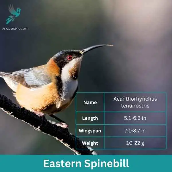 Eastern Spinebill attributes