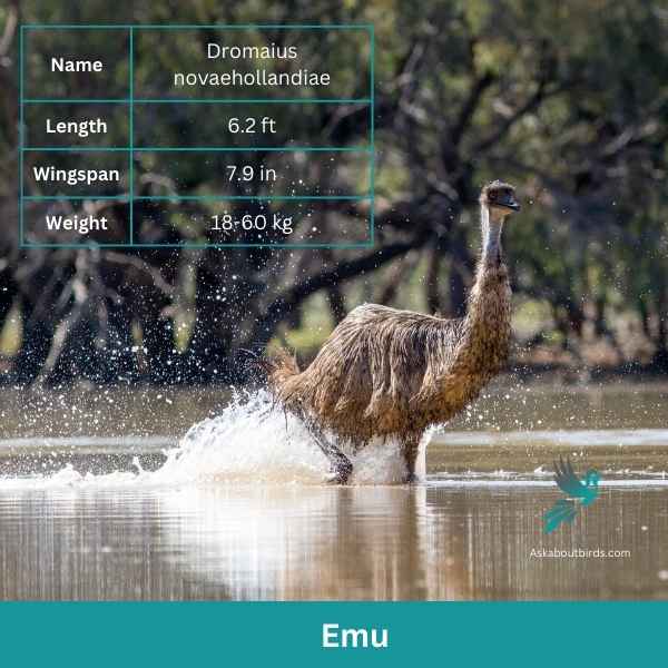 Emu attributes