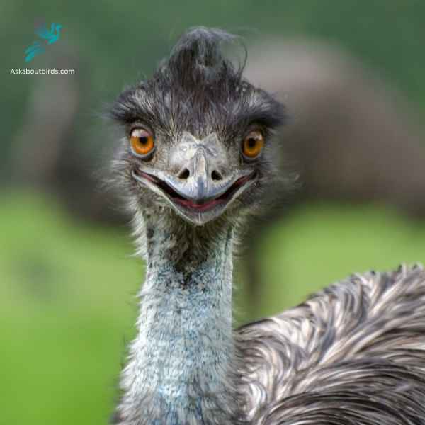 Emu close up