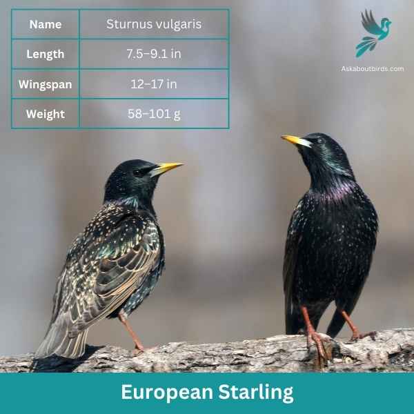 European Starling attributes