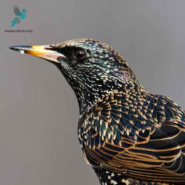 European Starling close up