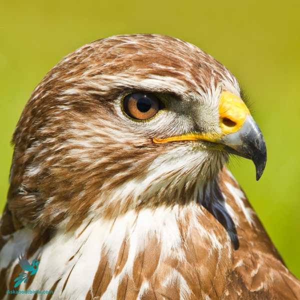 Ferruginous Hawk 2