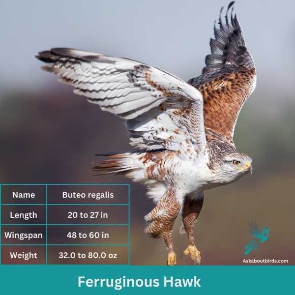 Ferruginous Hawk