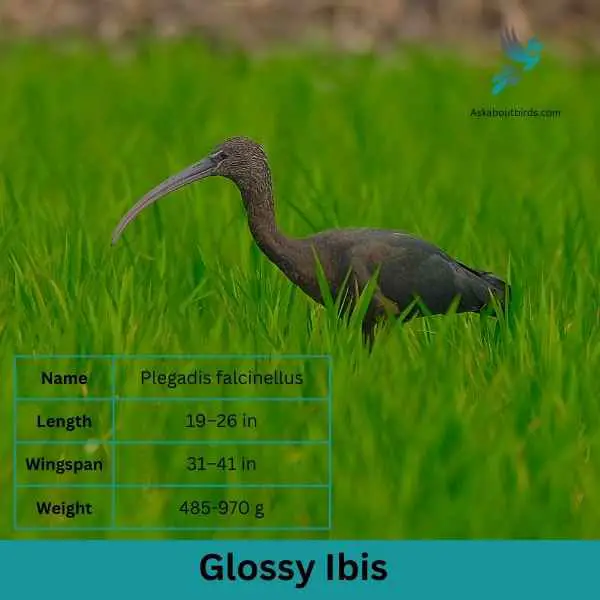 Glossy Ibis attributes