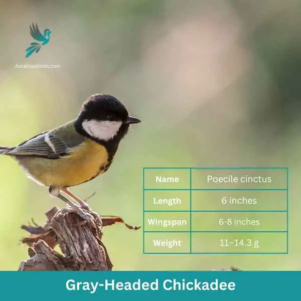 Gray Headed Chickadee attributes