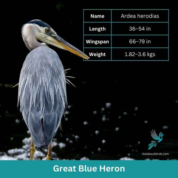 Great Blue Heron attributes