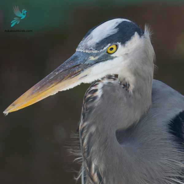 Great Blue Heron close up