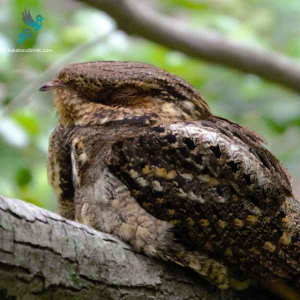 Great Eared Nightjar close up