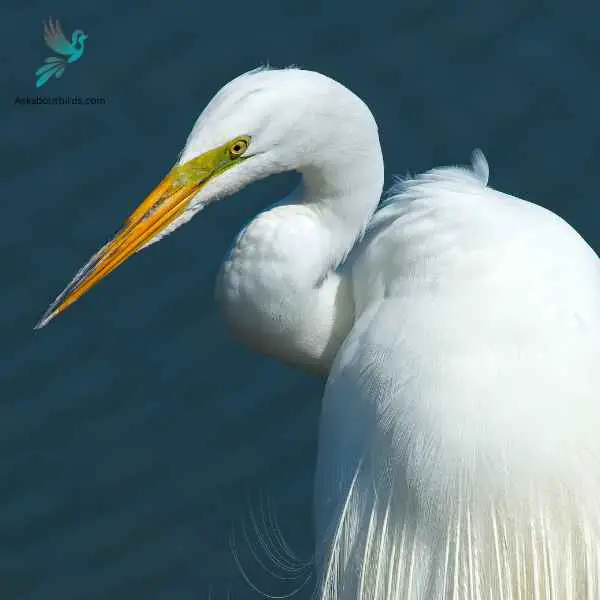 Great Egret close up