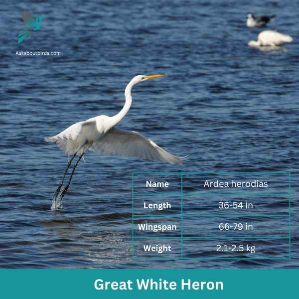 Great White Heron attributes