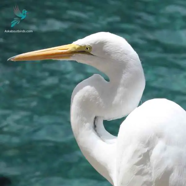 Great White Heron close up