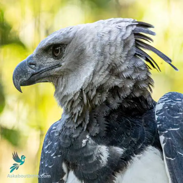 Harpy Eagle 2