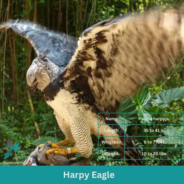 Harpy Eagle