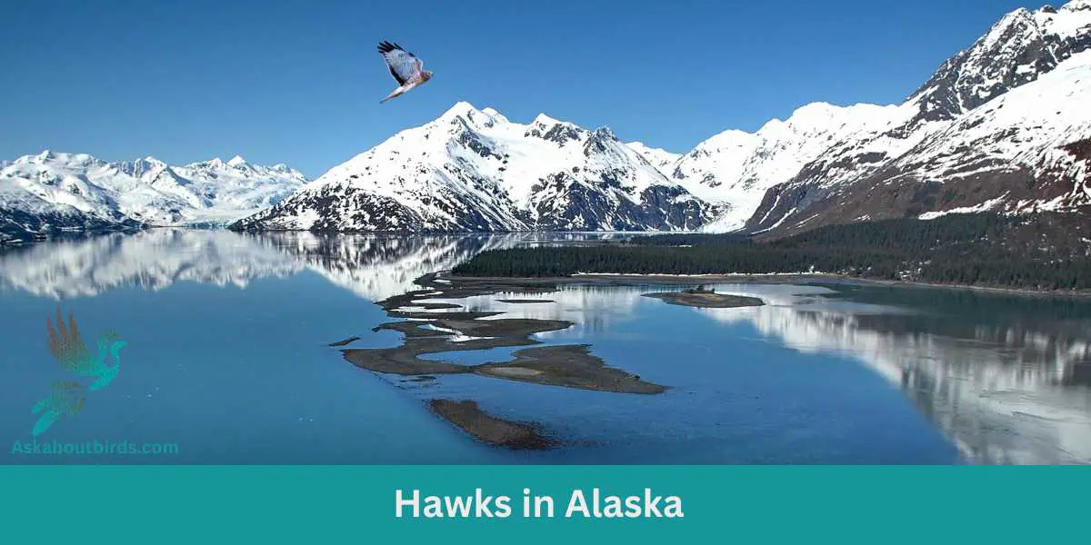 7 Stunning Hawks in Alaska: Can You Spot Them All? (#7 is a Challenge!)