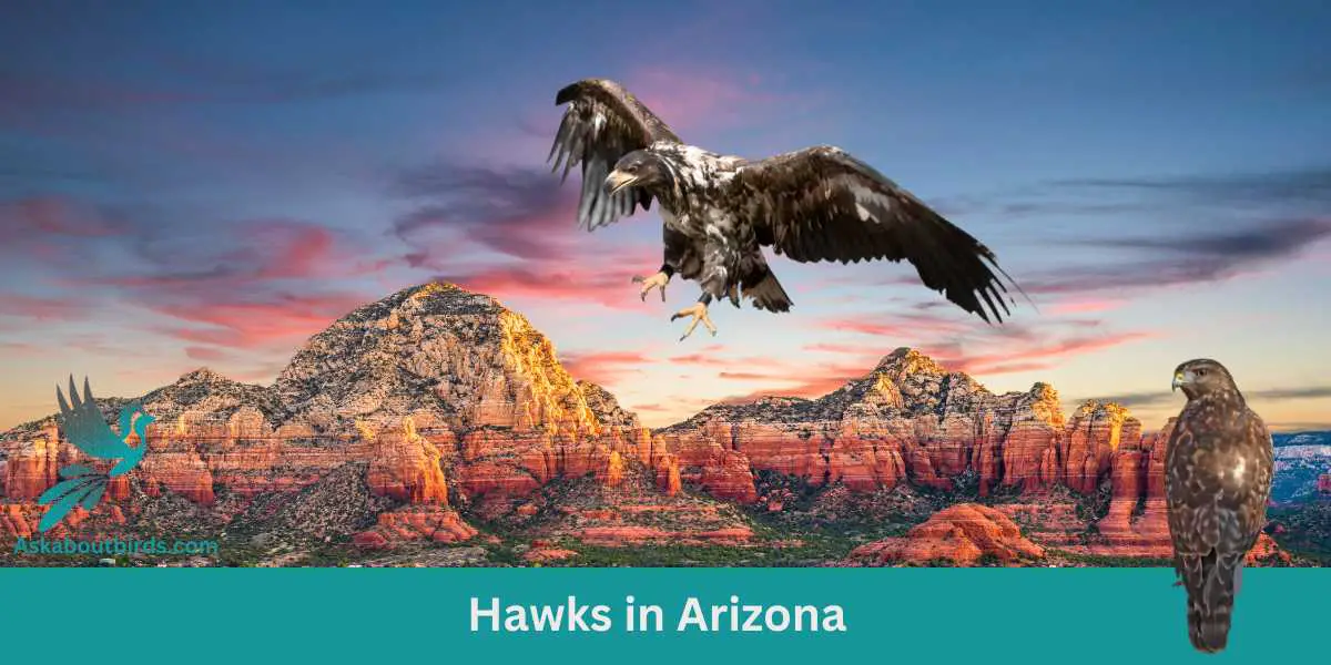 15 Astonishing Hawks in Arizona (#9 is a Must-See!)